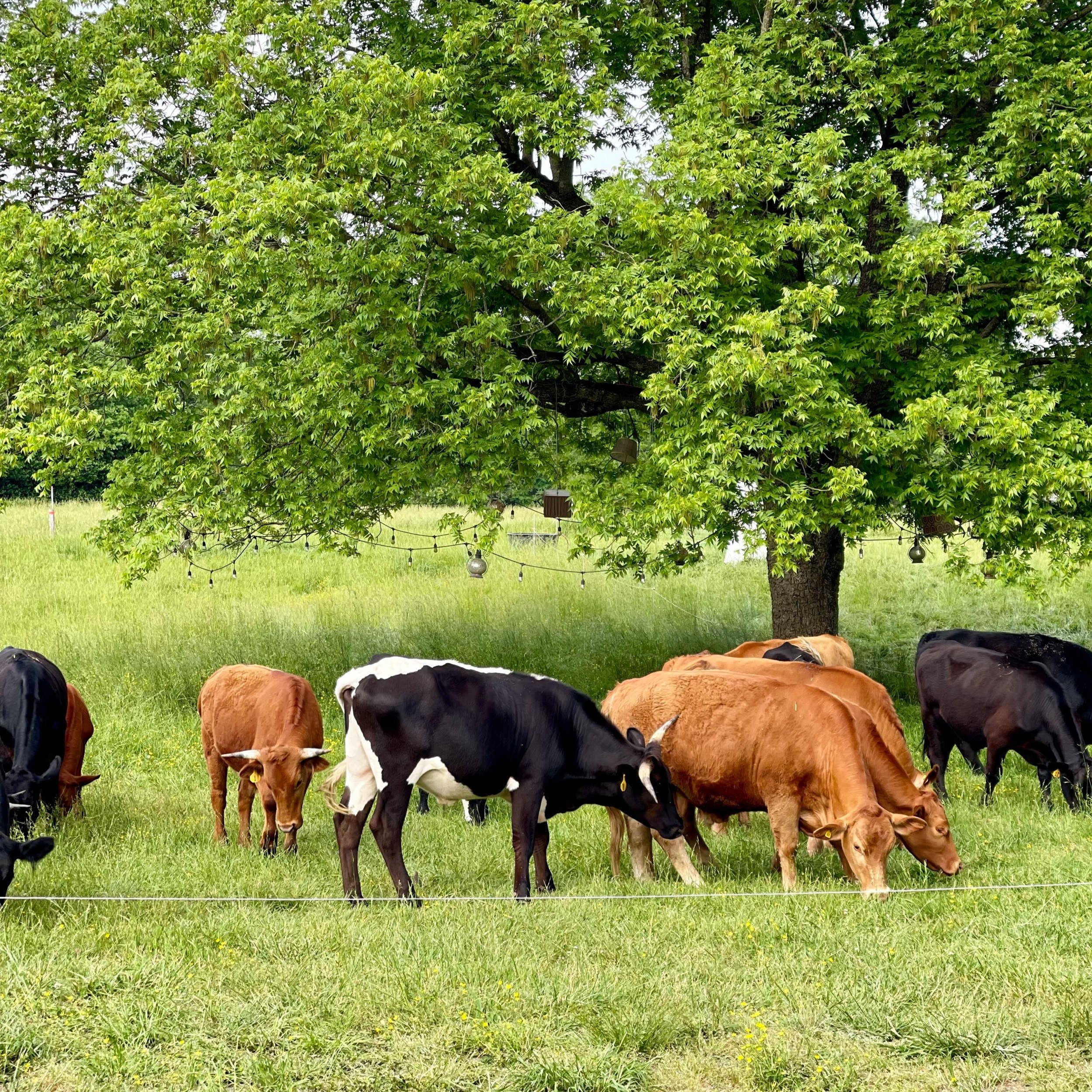 A herd of cows grazing in a lush green pasture under a large tree, showcasing a mix of brown and black-and-white breeds. The scene highlights a peaceful rural landscape with vibrant grass and a few decorative lights hanging from the tree.