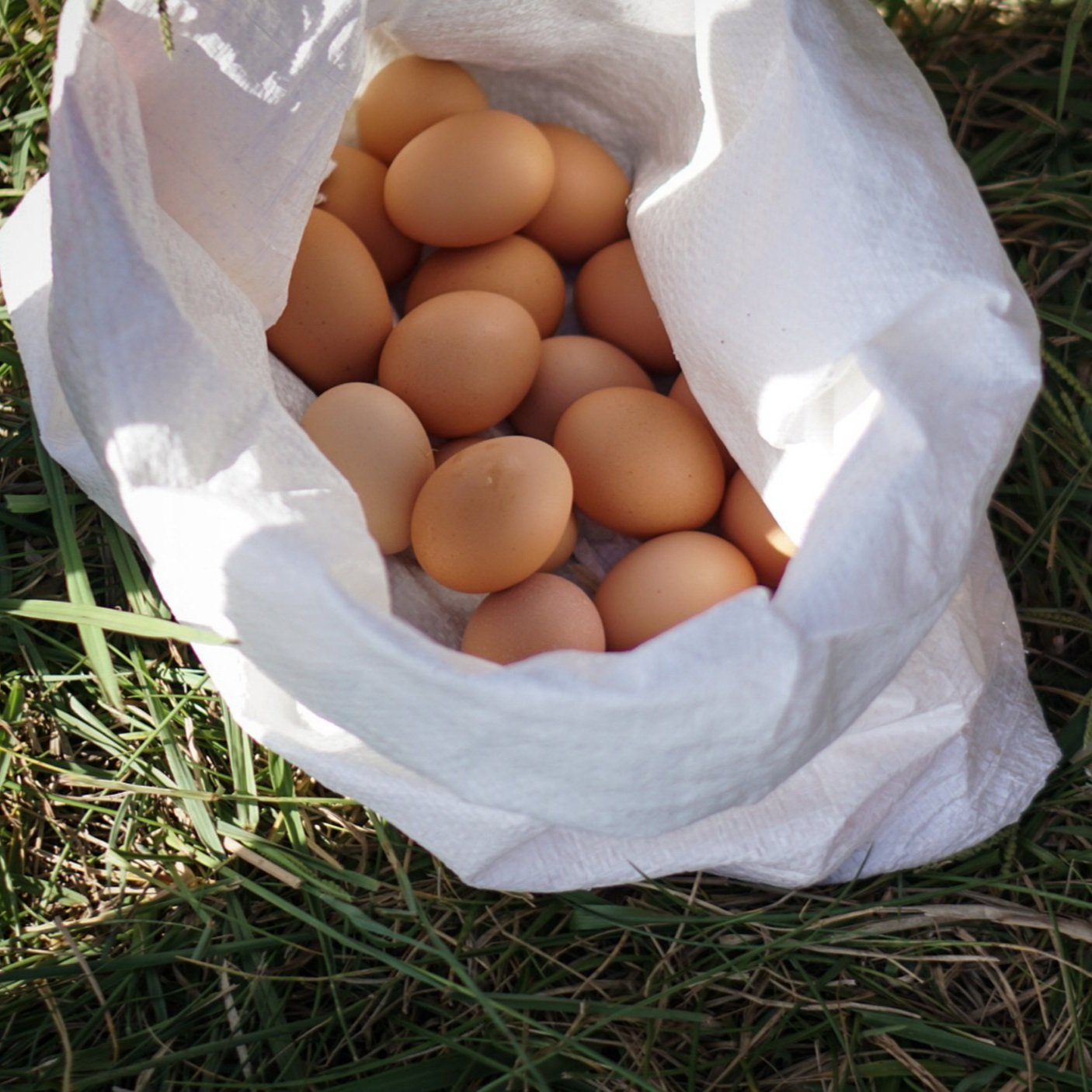 A bag filled with freshly collected brown eggs resting on green grass, showcasing the natural farming process.