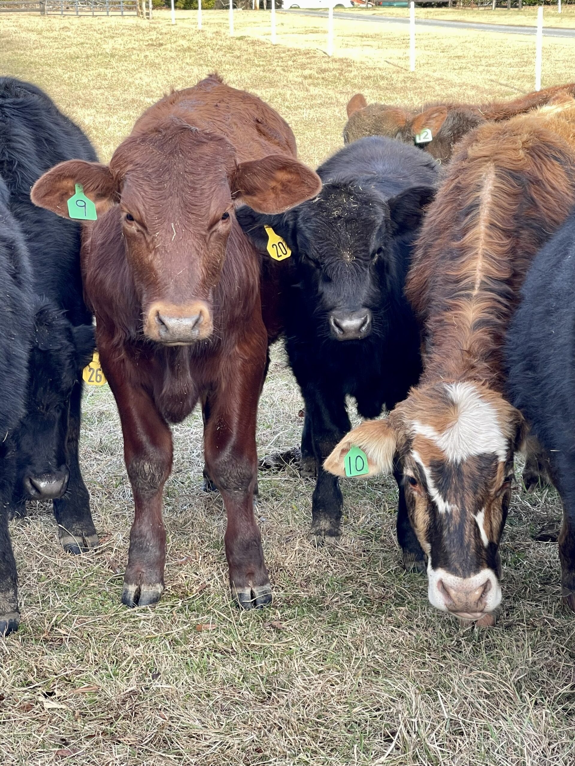 A group of cattle standing in a grassy field, featuring two brown calves with ear tags numbered 9 and 10, alongside a black calf with an ear tag numbered 20. The image captures the animals' natural habitat and grazing behavior.