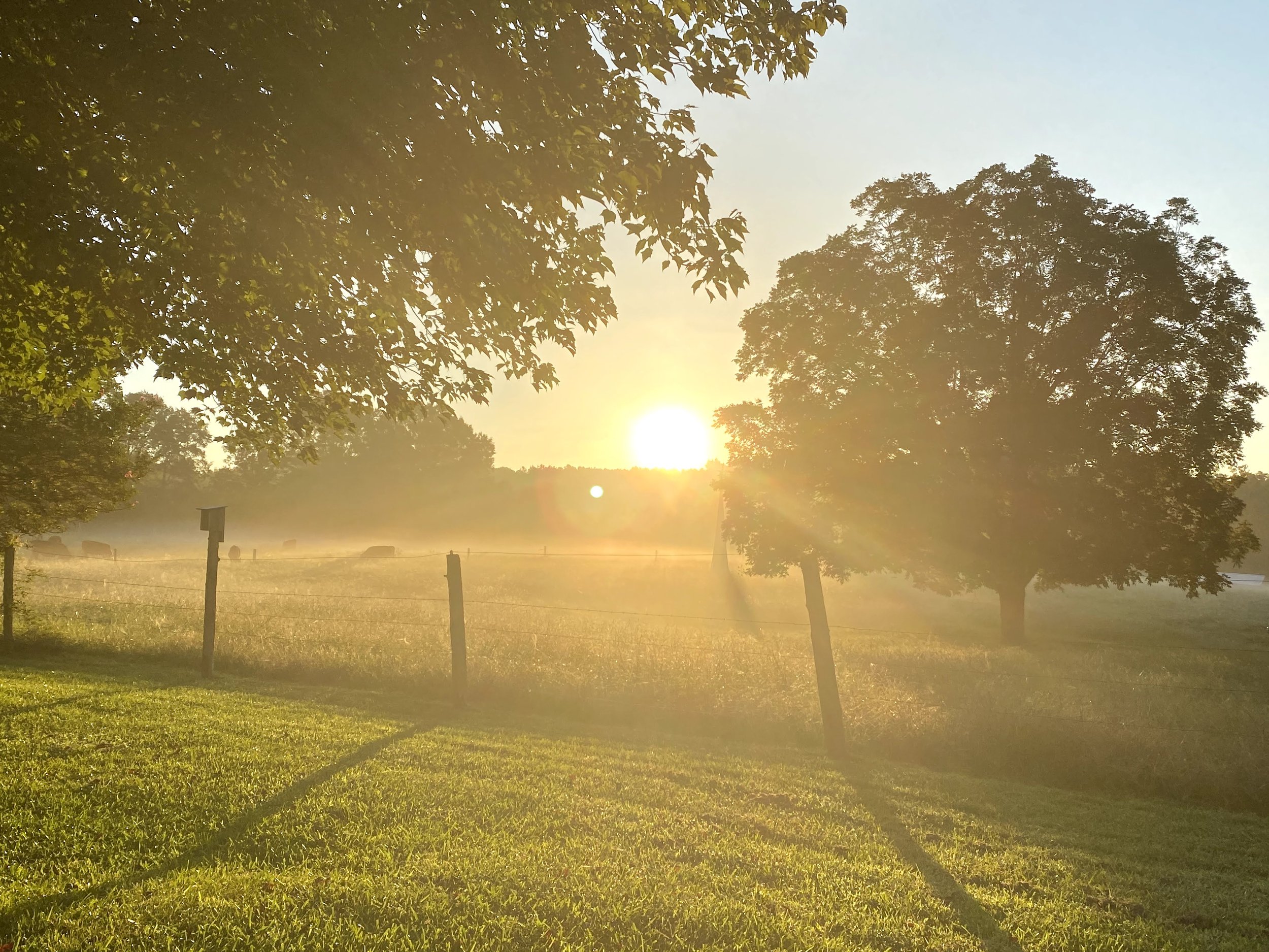Serene sunrise over a misty field, with golden light filtering through trees and casting shadows on lush green grass. Fences and grazing cattle are visible in the background, creating a peaceful rural landscape.