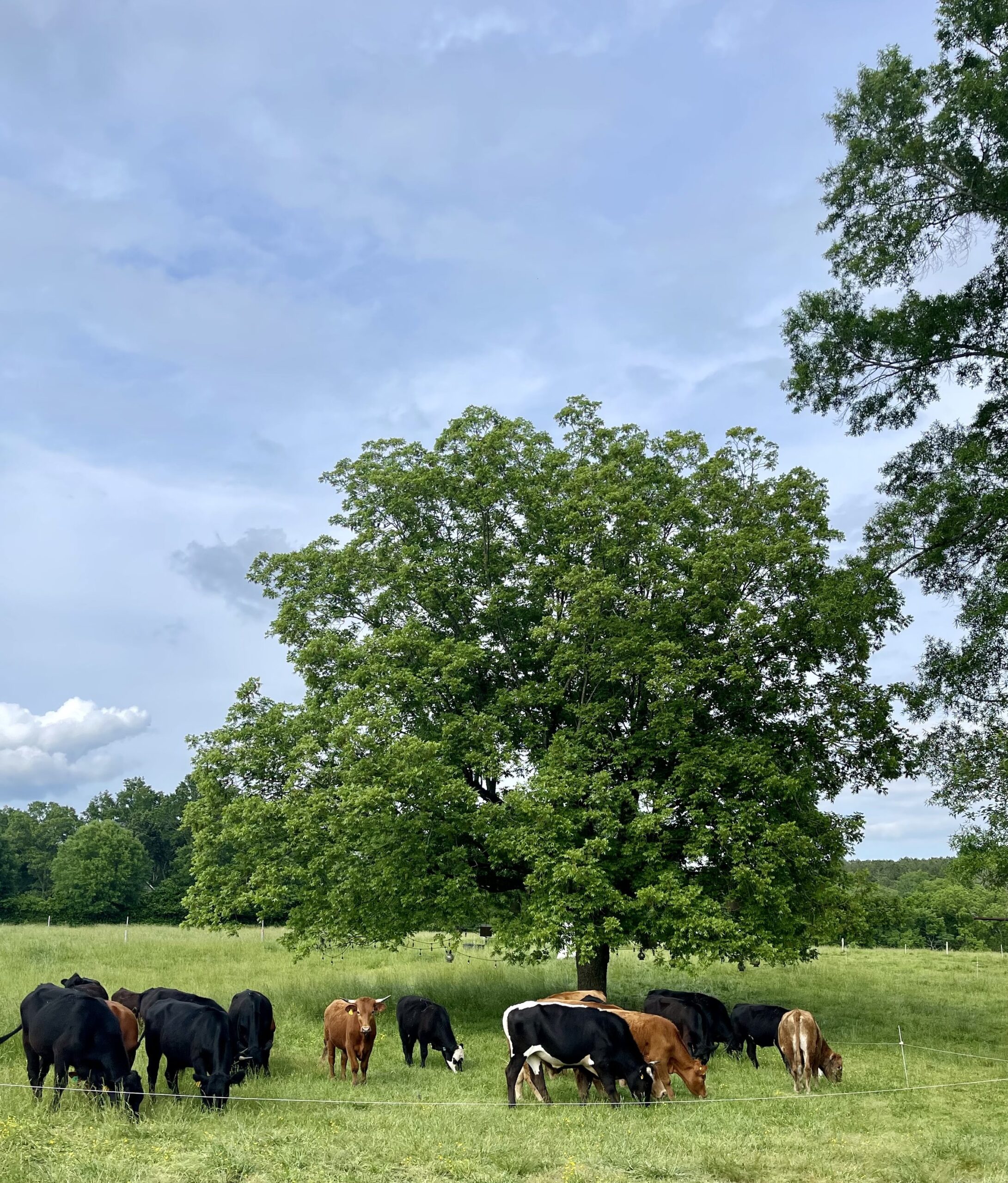 A herd of cows grazing in a lush green pasture under a large tree, with a clear blue sky and scattered clouds in the background.