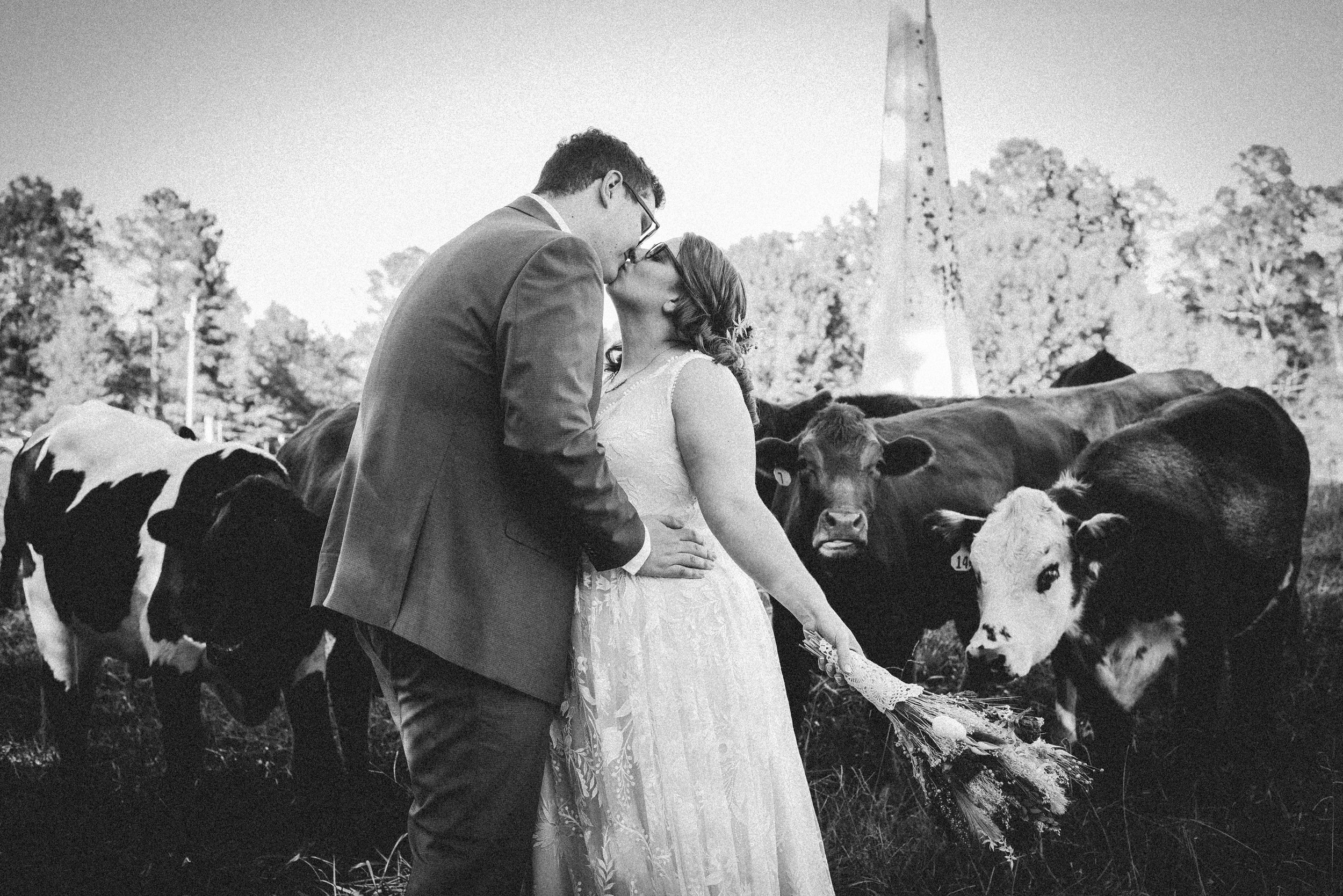 Couple in wedding attire sharing a kiss in a rustic farm setting, surrounded by cows, with a vintage barn in the background. The bride holds a bouquet while the groom embraces her, creating a romantic and pastoral atmosphere.